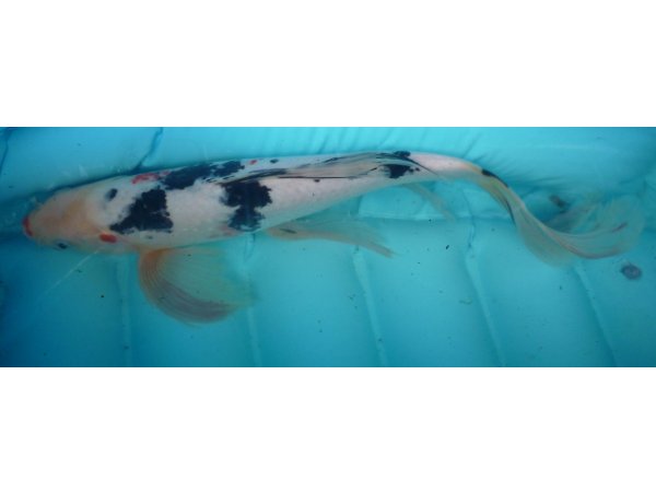 foto nr. 3 van deze Koi Showa Sanke , 