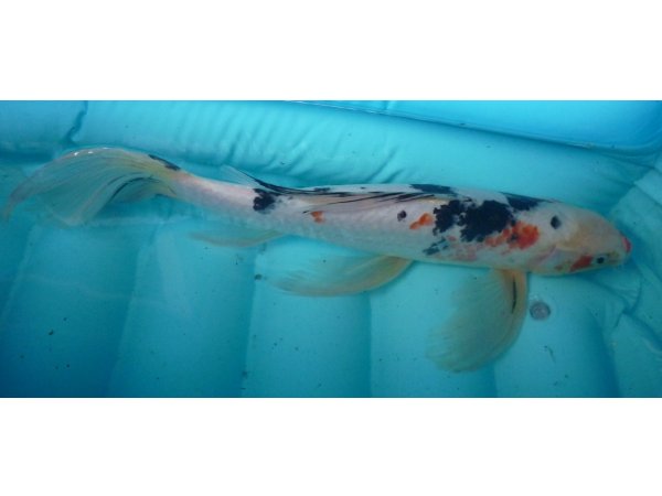 foto nr. 2 van deze Koi Showa Sanke , 