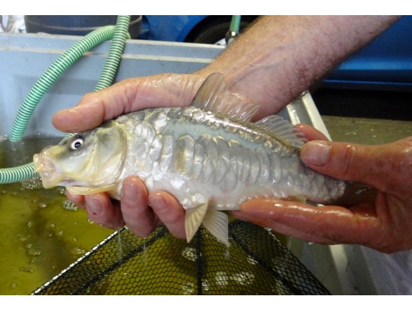 foto nr. 5 van deze Koi Overige , 