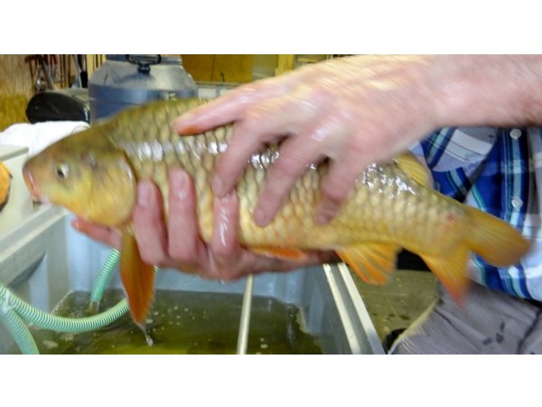 foto nr. 4 van deze Koi Overige , 