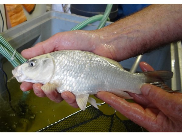 foto nr. 3 van deze Koi Overige , 