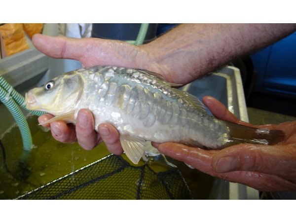 foto nr. 6 van deze Koi Overige , 