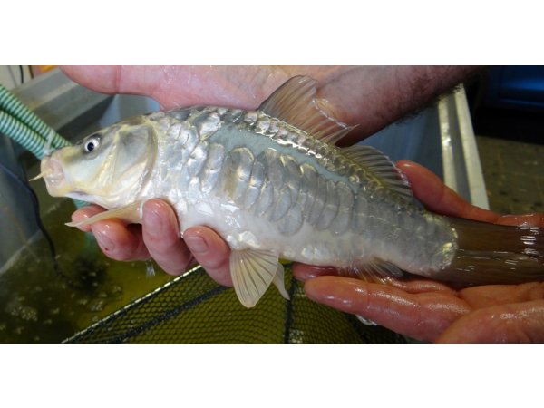 foto nr. 2 van deze Koi Overige , 