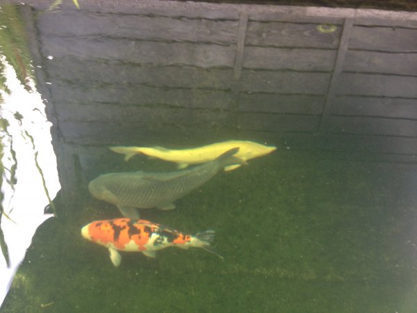 foto nr. 1 van deze Koi Doitsu Showa , 