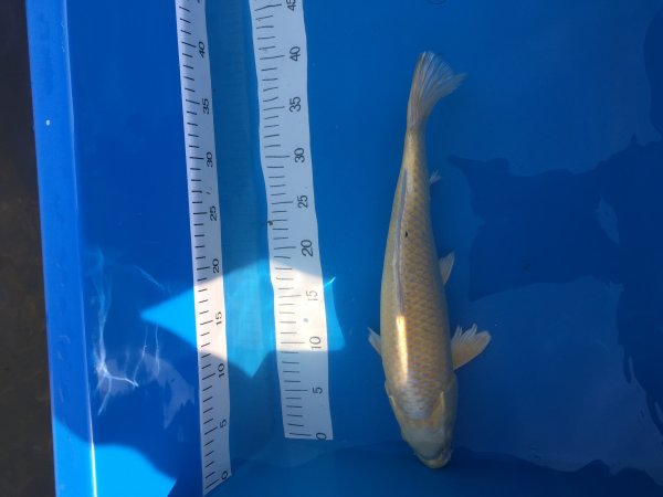 foto nr. 2 van deze Koi Yamabuki Ogon , 