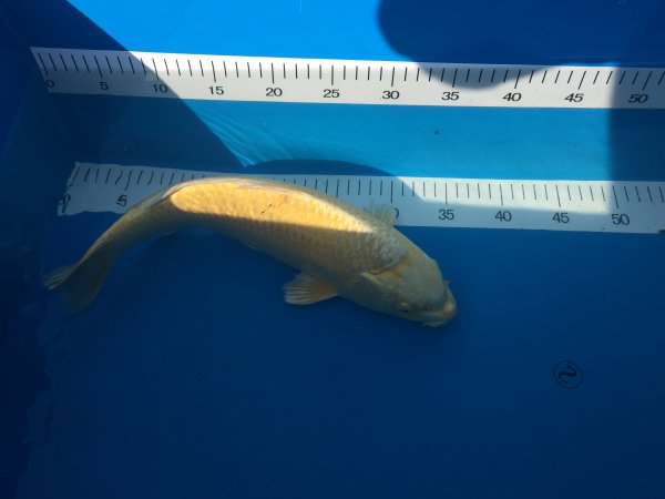 foto nr. 3 van deze Koi Yamabuki Ogon , 