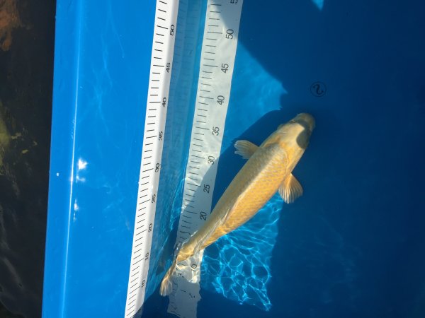 foto nr. 1 van deze Koi Yamabuki Ogon , 