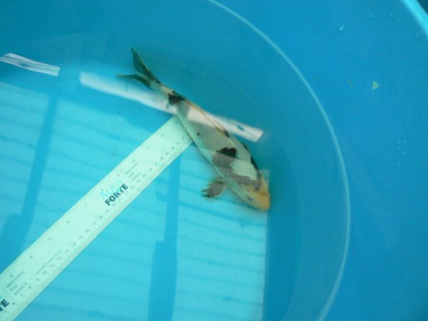 foto nr. 1 van deze Koi Shiro Utsuri , 