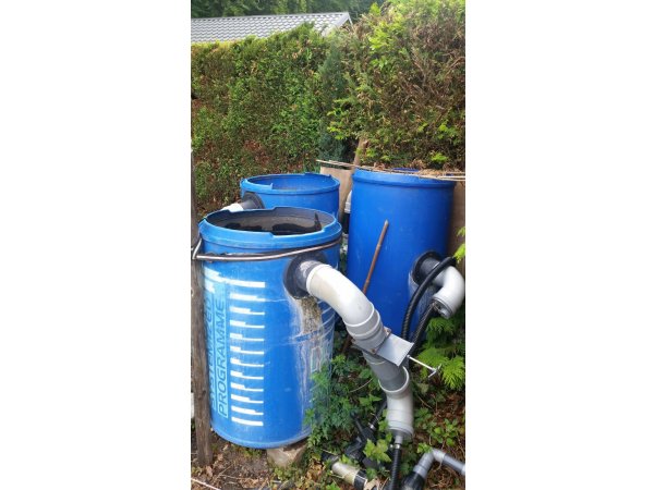 foto nr. 1 van deze Koi Overige , 