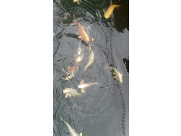 foto nr. 5 van deze Koi Overige , 