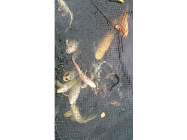 foto nr. 7 van deze Koi Overige , 