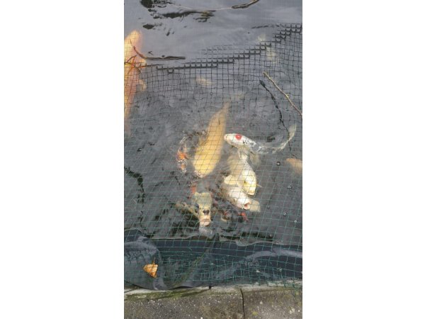 foto nr. 3 van deze Koi Overige , 