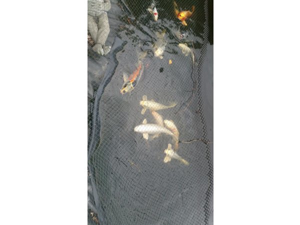 foto nr. 8 van deze Koi Overige , 