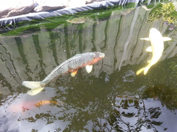 foto nr. 1 van deze Koi Asagi , 