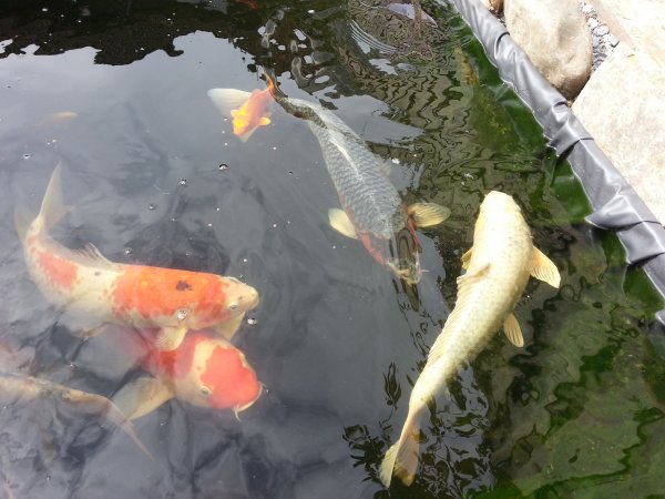 foto nr. 3 van deze Koi Asagi , 