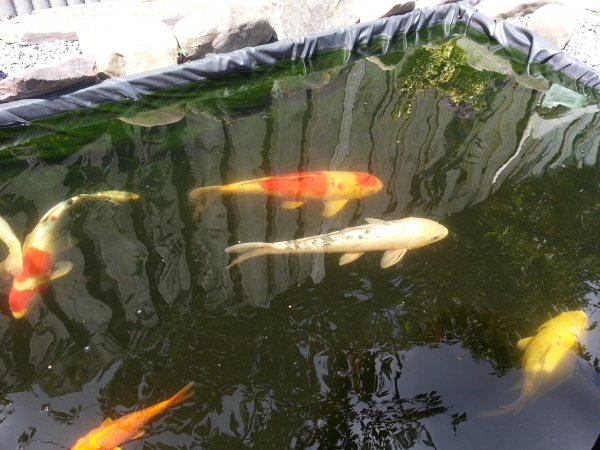 foto nr. 1 van deze Koi Tancho Sanke , 