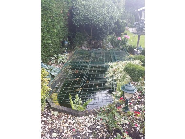 foto nr. 6 van deze Koi Overige ,