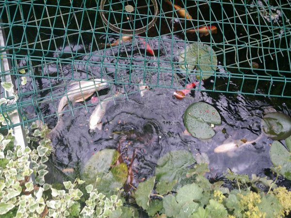 foto nr. 1 van deze Koi Overige ,