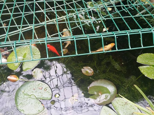 foto nr. 4 van deze Koi Overige ,