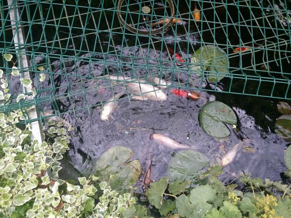 foto nr. 9 van deze Koi Overige ,