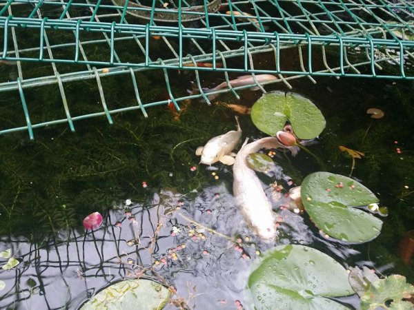 foto nr. 7 van deze Koi Overige ,