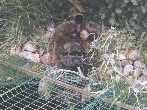 foto nr. 8 van deze Koi Overige ,