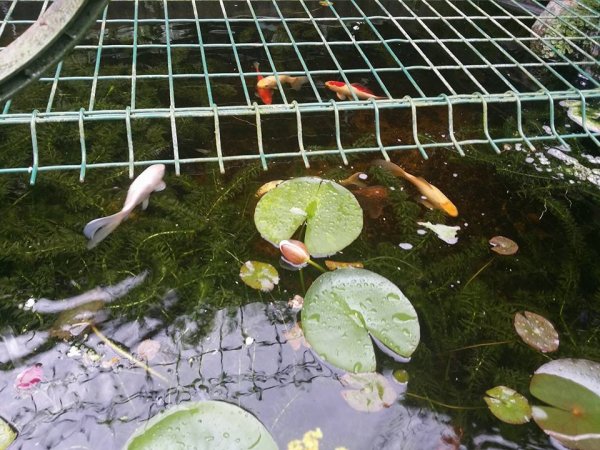 foto nr. 2 van deze Koi Overige ,