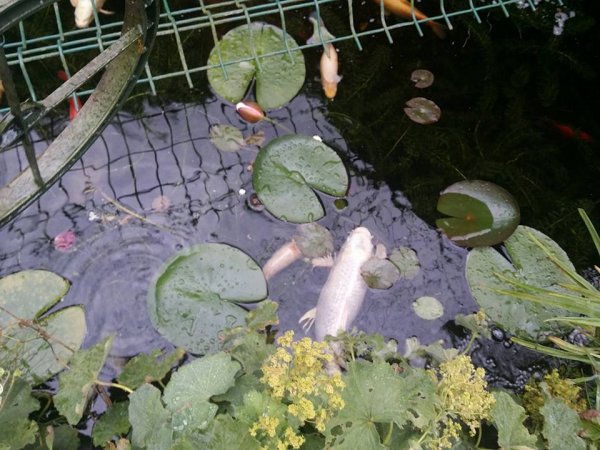 foto nr. 3 van deze Koi Overige ,