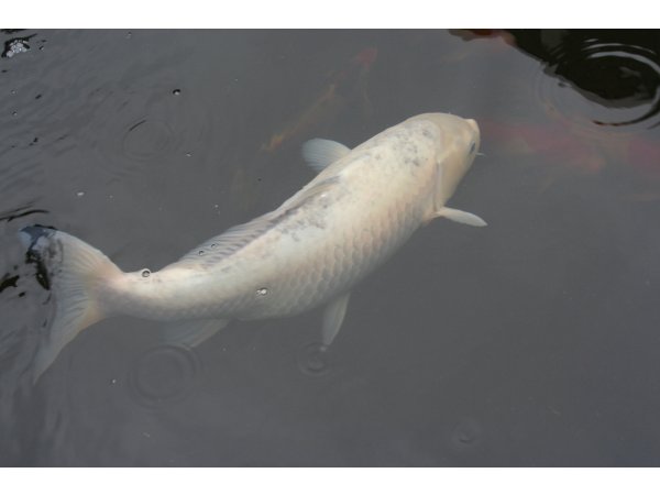 foto nr. 1 van deze Koi Shiro Bekko , 