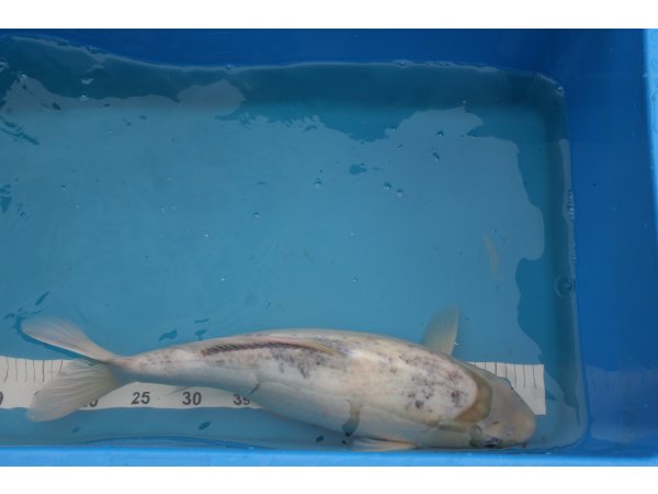 foto nr. 2 van deze Koi Shiro Bekko , 