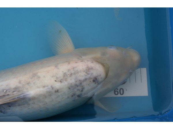 foto nr. 4 van deze Koi Shiro Bekko , 