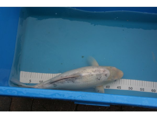 foto nr. 3 van deze Koi Shiro Bekko , 