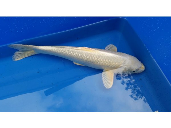 foto nr. 1 van deze Koi Platinum Ogon , 