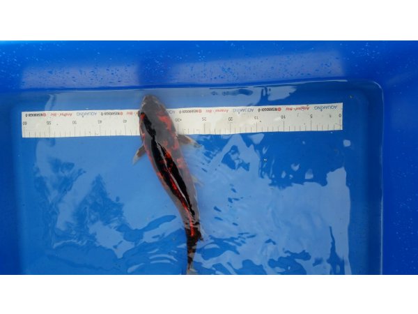 foto nr. 2 van deze Koi Overige , 