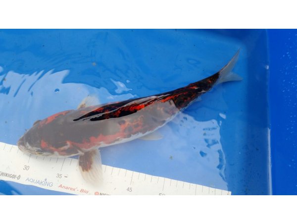 foto nr. 1 van deze Koi Overige , 