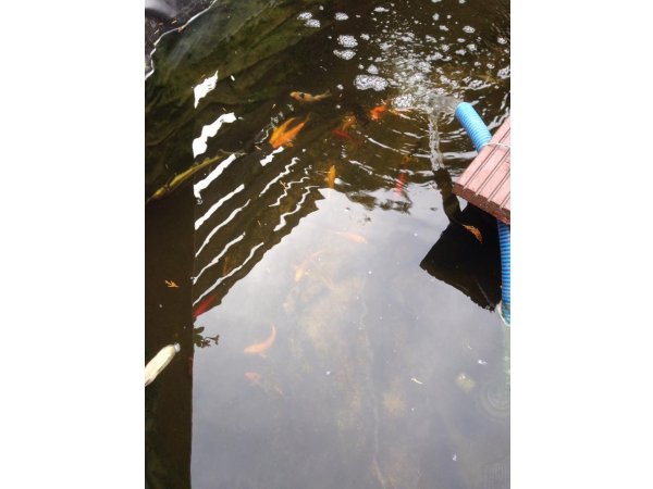 foto nr. 2 van deze Koi Overige , 