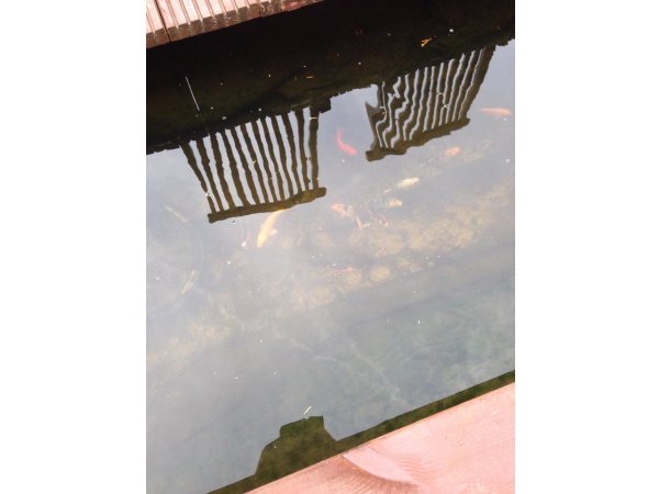 foto nr. 1 van deze Koi Overige , 