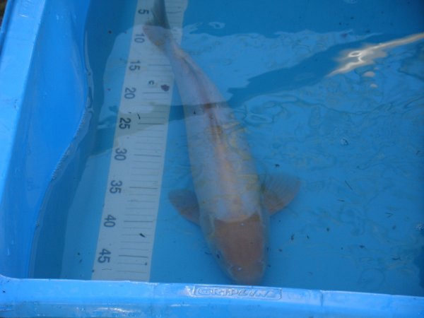 foto nr. 1 van deze Koi Doitsu Platinum Ogon , 