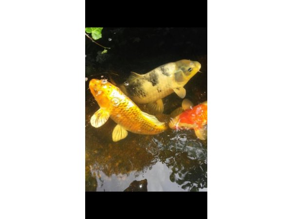 foto nr. 6 van deze Koi Overige , 