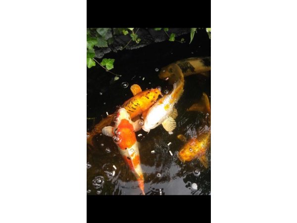 foto nr. 7 van deze Koi Overige , 