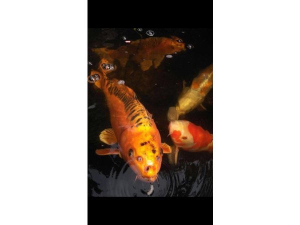 foto nr. 2 van deze Koi Overige , 