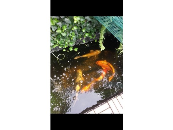 foto nr. 1 van deze Koi Overige , 