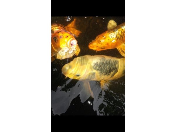 foto nr. 3 van deze Koi Overige , 
