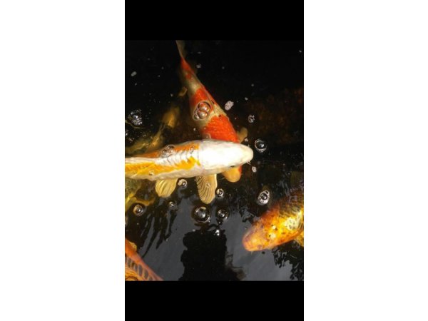 foto nr. 8 van deze Koi Overige , 