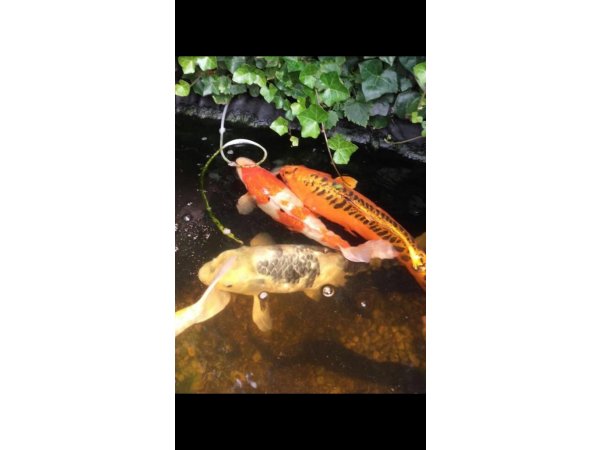 foto nr. 4 van deze Koi Overige , 