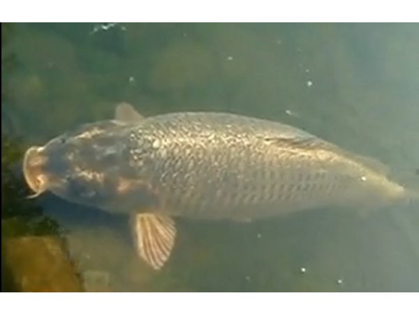 foto nr. 1 van deze Koi Overige , 