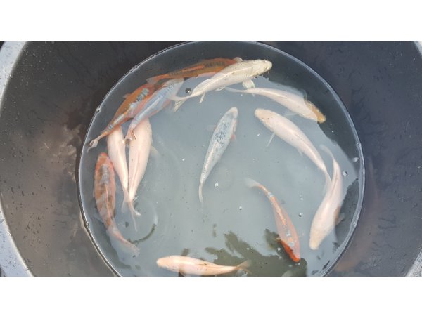 foto nr. 2 van deze Koi Overige , 