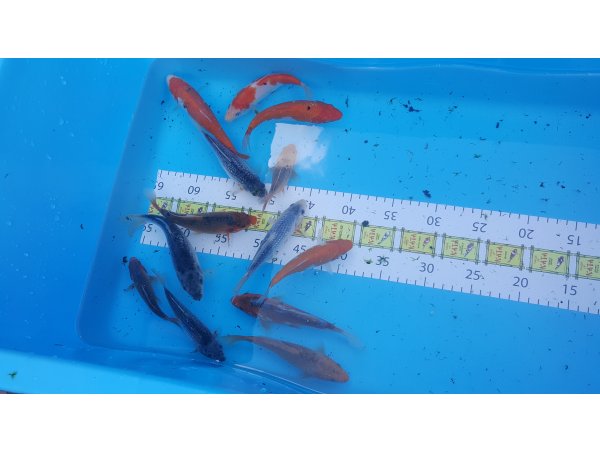 foto nr. 1 van deze Koi Overige , 