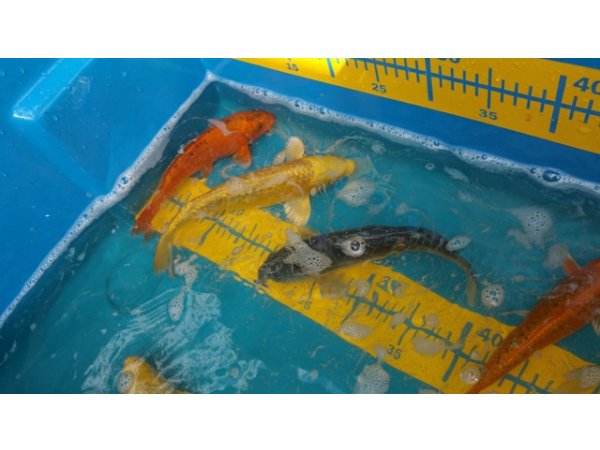 foto nr. 1 van deze Koi Overige , 