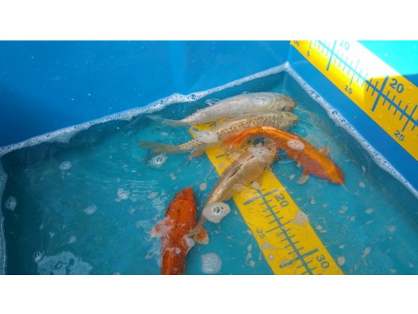 foto nr. 4 van deze Koi Overige , 